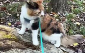 Person Teaches Cat How to Walk With Leash