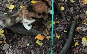 Person Teaches Cat How to Walk With Leash