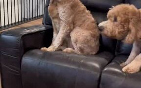 Dogs Appear Guilty When Owner Confronts Them