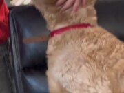 Dogs Appear Guilty When Owner Confronts Them