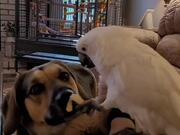 Cockatoo Shares Fries With German Shepherd