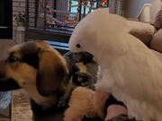 Cockatoo Shares Fries With German Shepherd