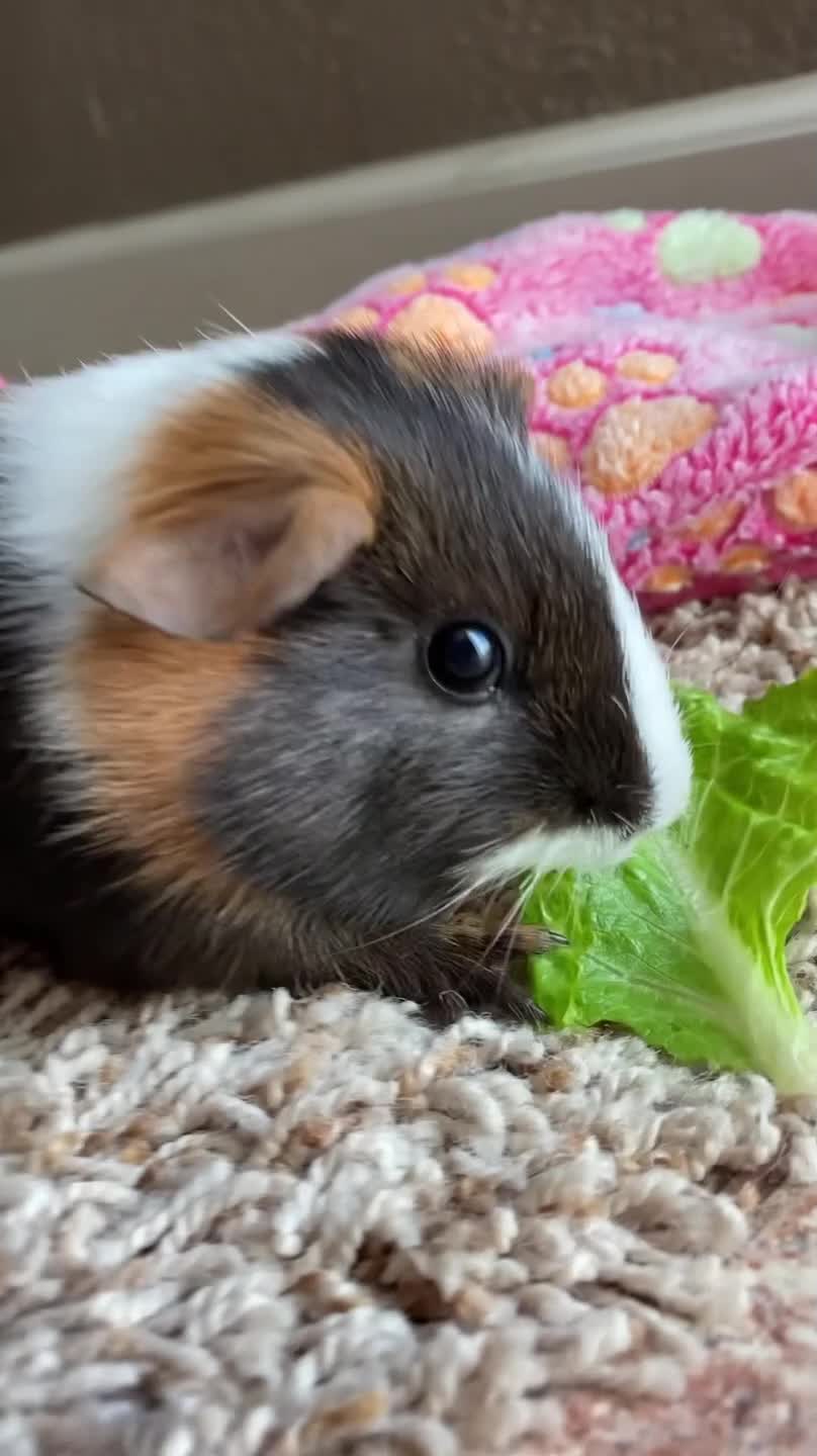 Little Guineapig Makes Squeaky Noises