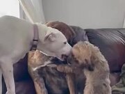 2 Dogs Lick and Kiss Another Dog to Calm Him Down