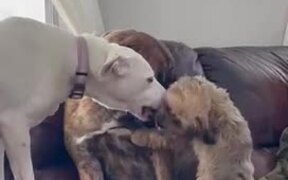 2 Dogs Lick and Kiss Another Dog to Calm Him Down