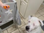 Little Girl Offers Pieces of Carrot to Blind Dog