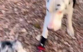 Great Dane Gets Accustomed to Brace For Broken Paw - Animals - Videotime.com