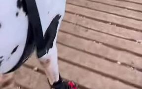 Great Dane Gets Accustomed to Brace For Broken Paw