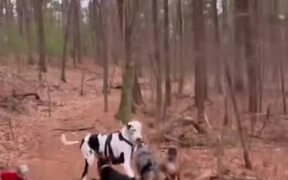 Great Dane Gets Accustomed to Brace For Broken Paw