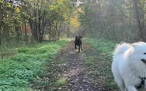 Dogs Run Around Park