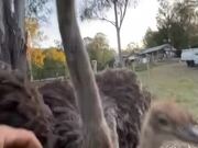 Man Gets Attacked by Group of Ostriches