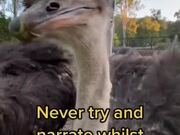 Man Gets Attacked by Group of Ostriches