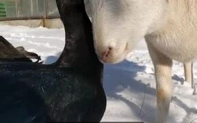 Duck and Lamb Love Hanging Out Together