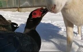 Duck and Lamb Love Hanging Out Together
