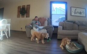 Puppy Tries to Jump Onto Couch But Fails - Animals - Videotime.com