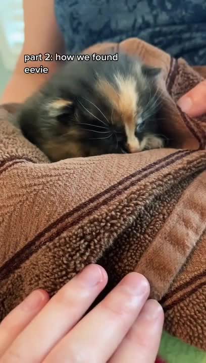 Woman Nurses Rescued Kitten Back to Health