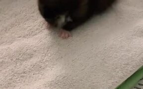 Woman Nurses Rescued Kitten Back to Health - Animals - Videotime.com