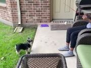 Girl Plays Fetch With Her Dog By Using Fishing Rod