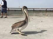 Pelican Grooms Himself on Street