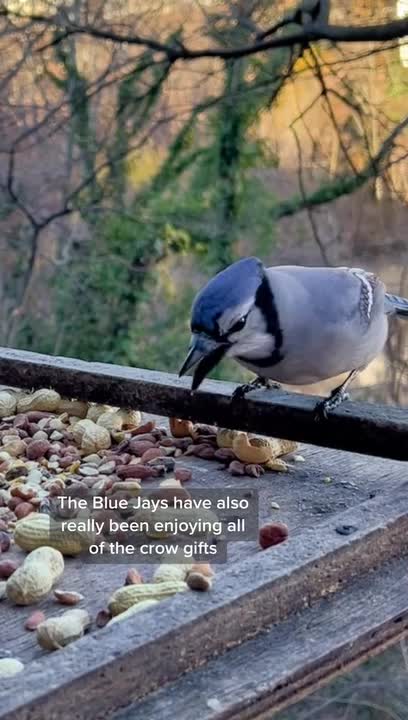 Person Watches Blue Jay Birds Eating Peanuts