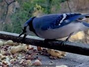 Person Watches Blue Jay Birds Eating Peanuts