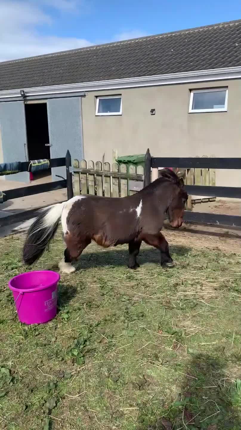 Sassy Mini-Horse
