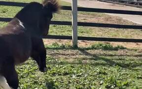 Sassy Mini-Horse - Animals - Videotime.com