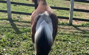 Sassy Mini-Horse - Animals - Videotime.com