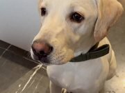 Dog's Determination To Learn How To Bark Quietly
