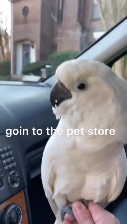 Parrot Hates Being Around Animals At Pet Store