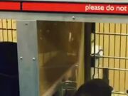 Parrot Hates Being Around Animals At Pet Store