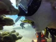 Cleaner Shrimp Cleans Diver's Teeth