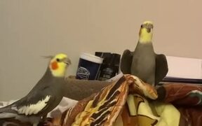Cockatiels Sing and Dance With Owner
