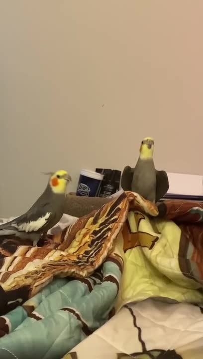 Cockatiels Sing and Dance With Owner