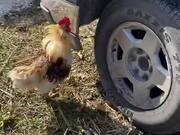 Rooster Attacks His Own Reflection