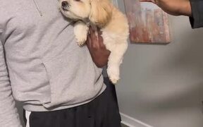 Cute Dog Doesn't Like Being Touched by Others