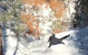Person Crashes Into Tree Trunk While Sledging