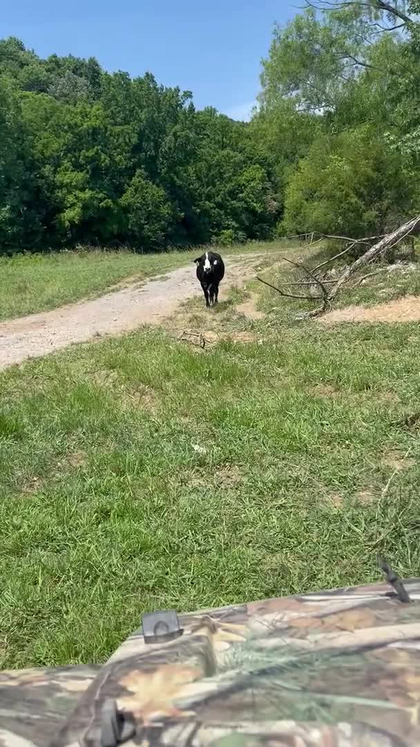 Cow Makes Angry Moo at Farmer