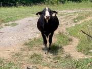 Cow Makes Angry Moo at Farmer