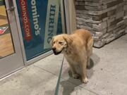 Dog Refuses to Move From Outside of Pizza Store