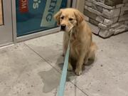 Dog Refuses to Move From Outside of Pizza Store
