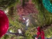 Cat Found Swatting at Decorations From Inside Tree