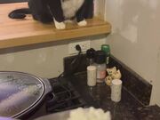 Cat Gags Over Smell of Cottage Cheese