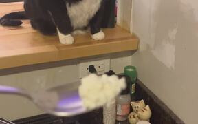 Cat Gags Over Smell of Cottage Cheese - Animals - Videotime.com