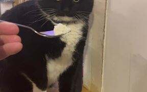 Cat Gags Over Smell of Cottage Cheese - Animals - Videotime.com
