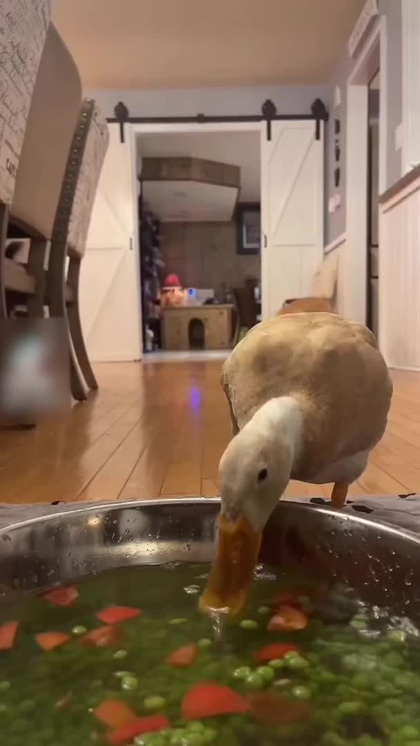 Duck Scares Dog Away While Eating Her Food