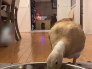 Duck Scares Dog Away While Eating Her Food