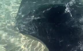 Man Is Greeted By a Trio of Gentle Manta Rays - Animals - Videotime.com