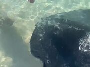 Man Is Greeted By a Trio of Gentle Manta Rays