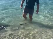 Man Is Greeted By a Trio of Gentle Manta Rays